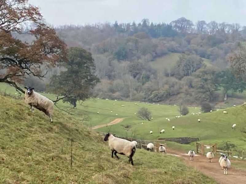 sheep in valley Cotswolds