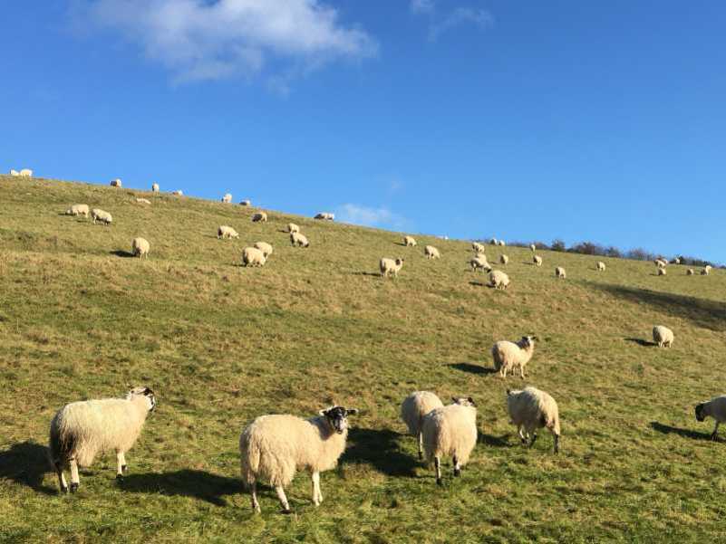 sheep in Cotswold valley