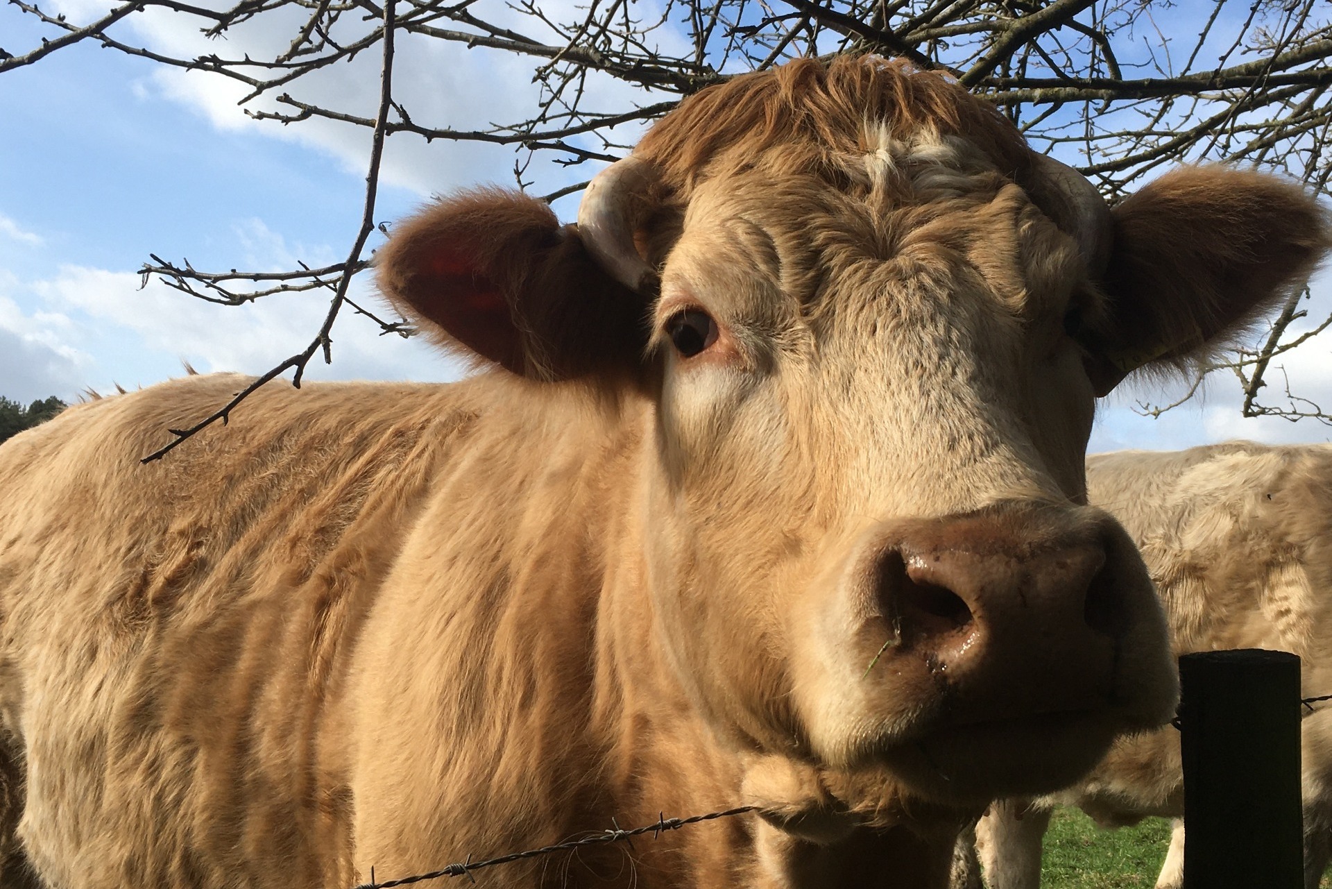 Friendly Cotswold cow
