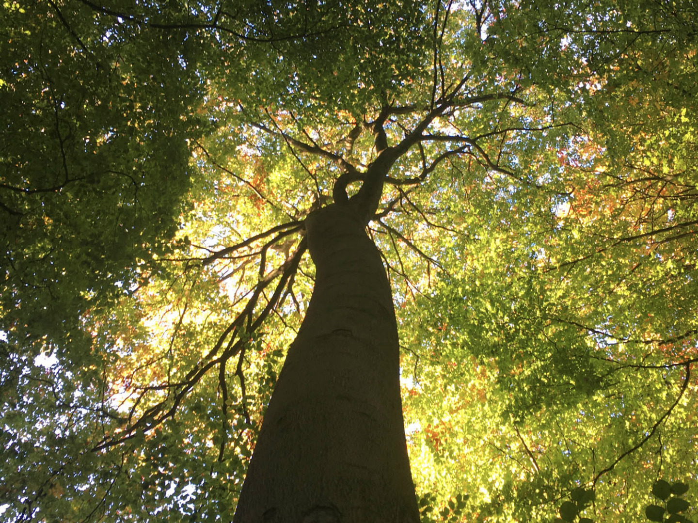 Beautiful sunlit tree, Stinchcombe, Cotswolds