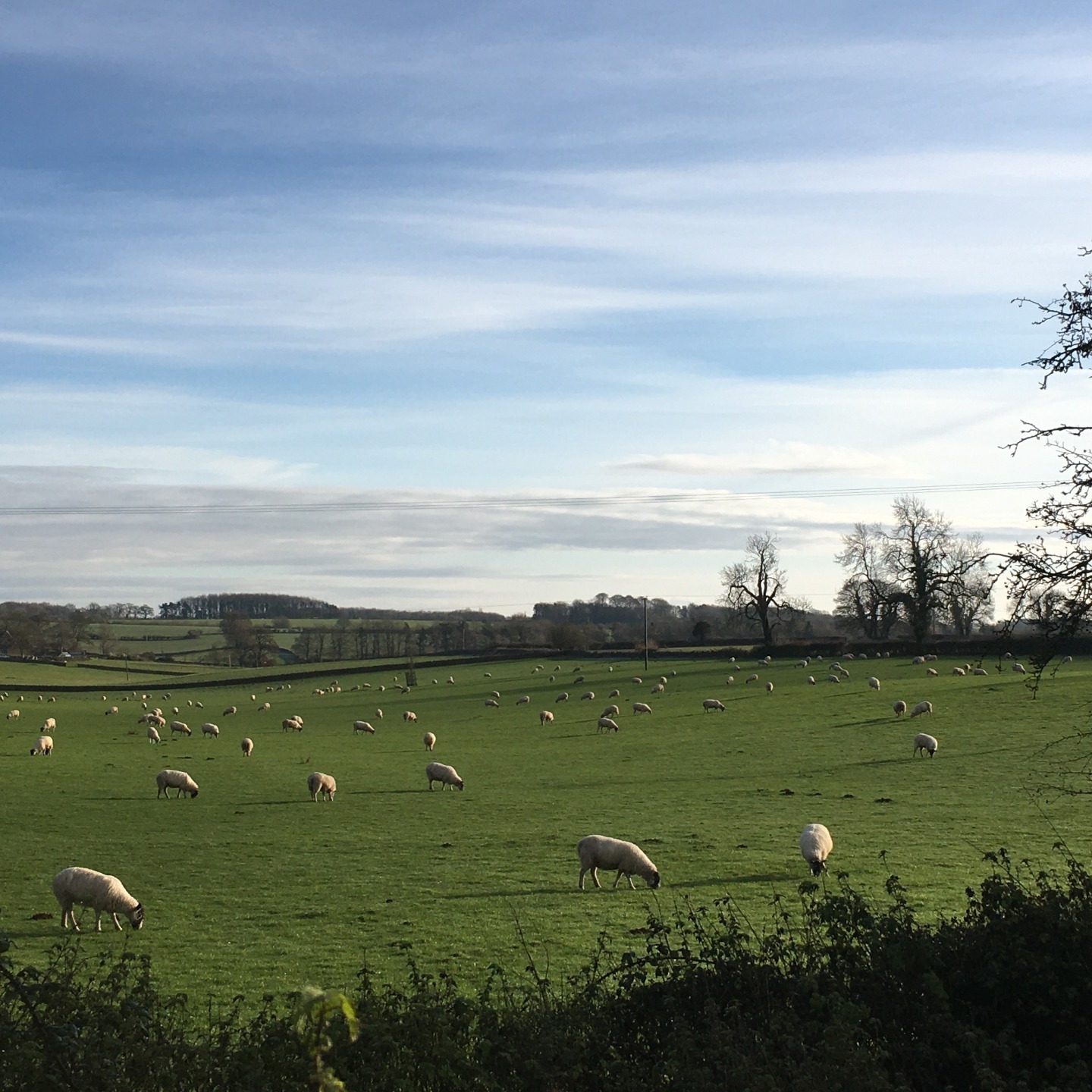 Minchinhampton, Cotswolds sheep grazing